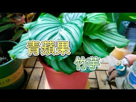 竹芋照顧|竹芋養護指南：打造室內綠意空間的秘訣 – 植物盆栽綠寶典